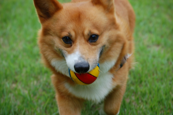f:id:rikuzen:20080608164322j:image