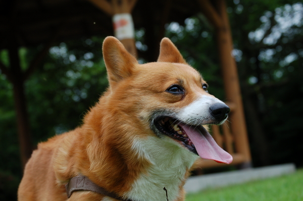 f:id:rikuzen:20080608165413j:image