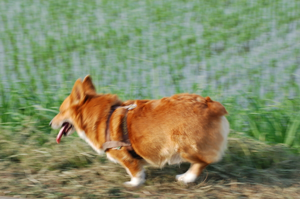f:id:rikuzen:20080614063754j:image