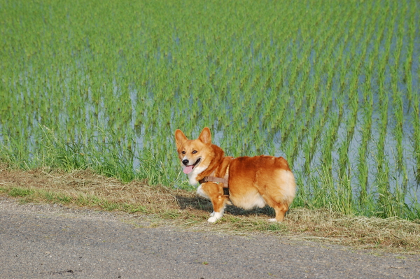 f:id:rikuzen:20080614063920j:image