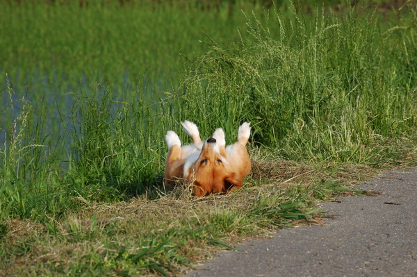 f:id:rikuzen:20080614064806j:image