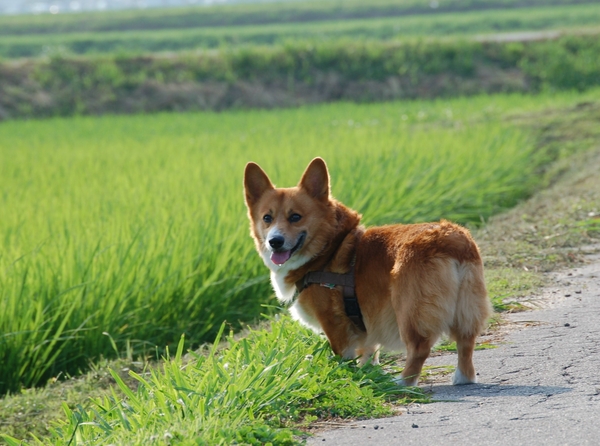 f:id:rikuzen:20080701164227j:image