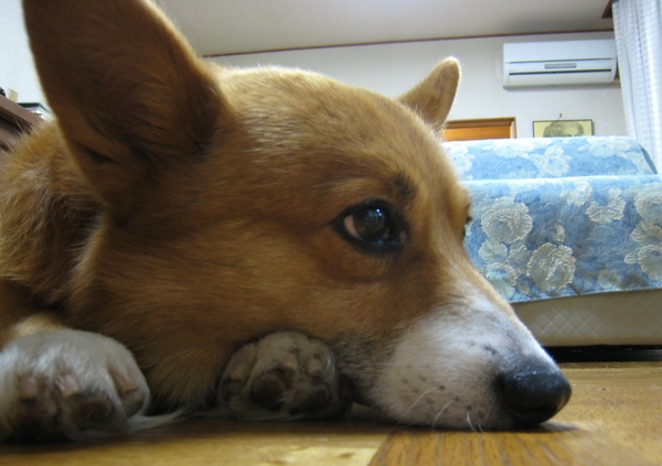 f:id:rikuzen:20080710210244j:image