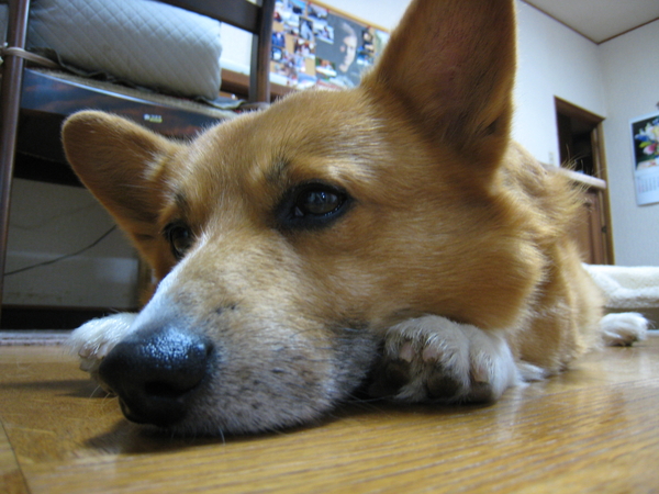 f:id:rikuzen:20080710210303j:image