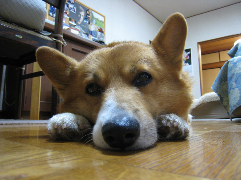 f:id:rikuzen:20080710210326j:image