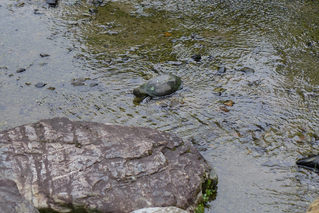 f:id:rikyudo:20190716020031j:plain f:id:rikyudo:20190716020031j:plain