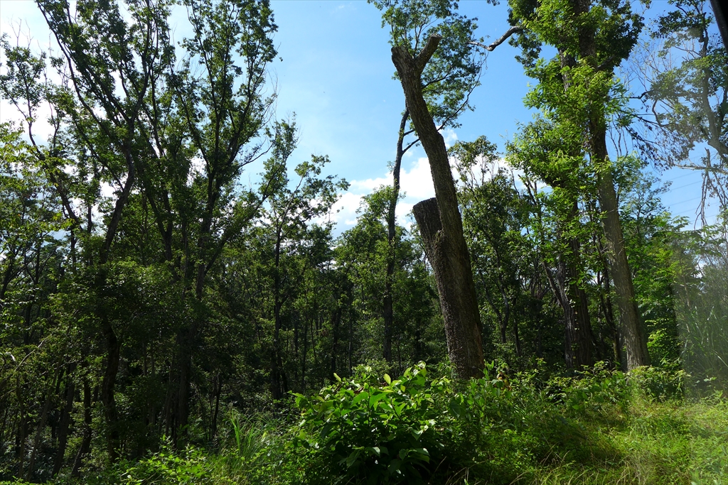 f:id:rikyudo:20190812042807j:plain f:id:rikyudo:20190812042807j:plain