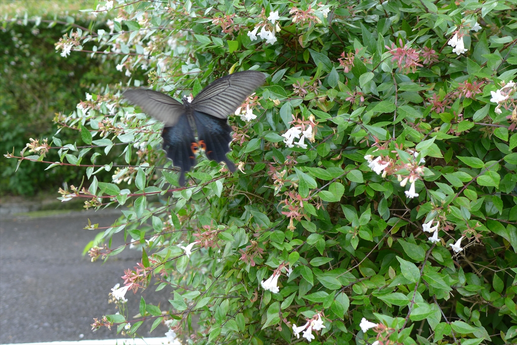 f:id:rikyudo:20190812045059j:plain f:id:rikyudo:20190812045059j:plain
