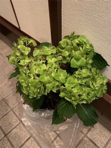 f:id:rilakkma:20190906212032j:image f:id:rilakkma:20190906212032j:image