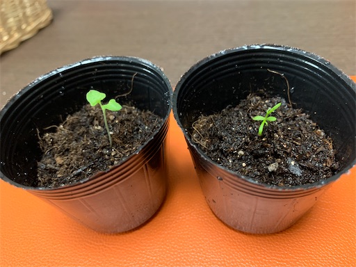 f:id:rilakkma:20191219164428j:image f:id:rilakkma:20191219164428j:image