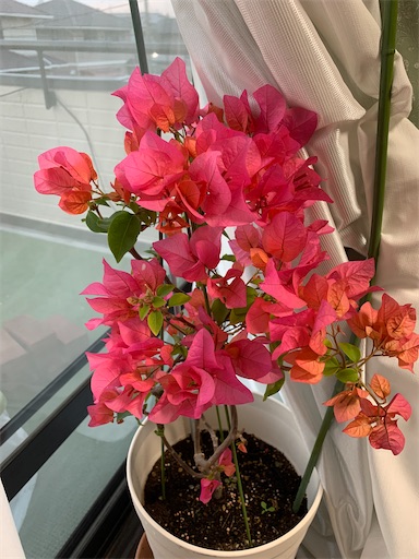 f:id:rilakkma:20191219170002j:image f:id:rilakkma:20191219170002j:image