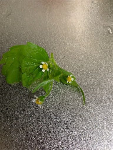 f:id:rilakkma:20191227123454j:image f:id:rilakkma:20191227123454j:image