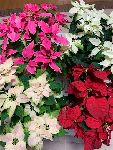 f:id:rilakkma:20191230193810j:image f:id:rilakkma:20191230193810j:image