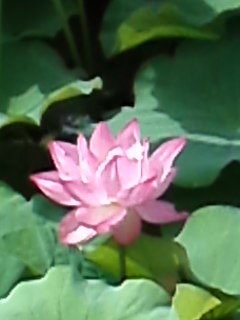 f:id:rimi1515:20120716082644j:image