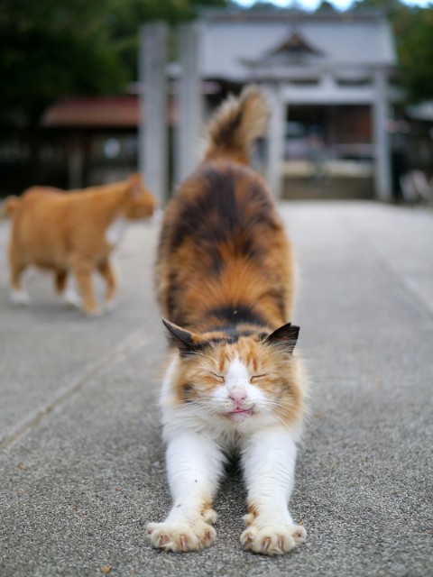 f:id:rimuhime:20181111173441j:image f:id:rimuhime:20181111173441j:image
