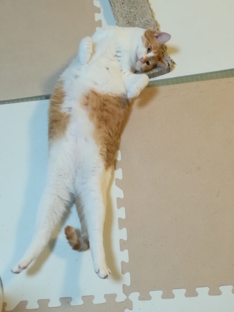 猫が教えてくれたこととは 映画の人気 最新記事を集めました はてな
