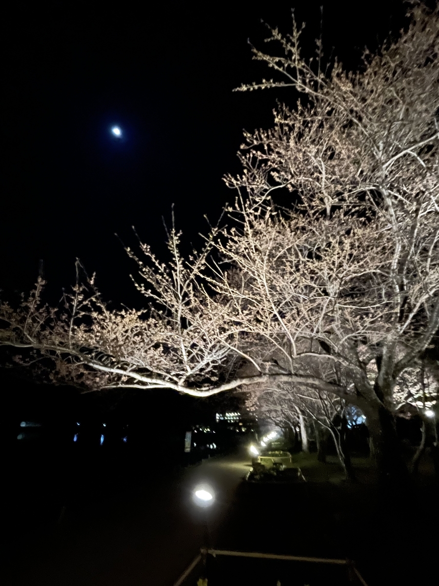 f:id:rin_sora:20220412230247j:plain