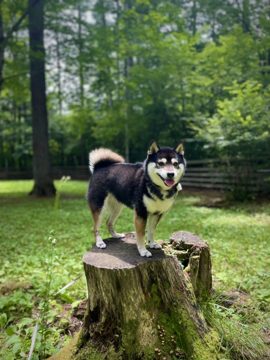 みときち　オープンカーの探偵犬　階段のある風景 ペットもご一緒に | Forest inn Chipmunk
