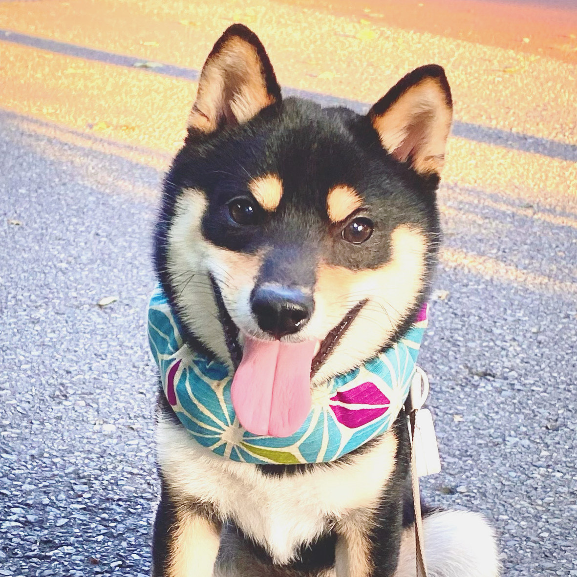 犬とお出かけ便利グッズ 夏篇 旅犬