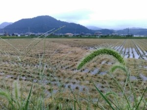 f:id:rina-chan:20180917094933j:image