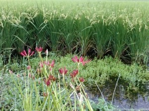 f:id:rina-chan:20180917094937j:image