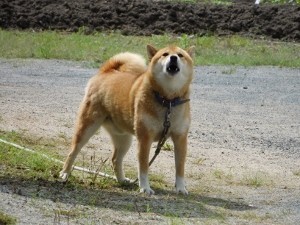 f:id:rina-chan:20180919092602j:image