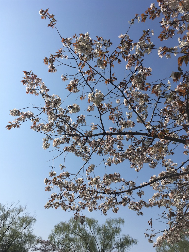 f:id:rina0524rina:20170414171528j:image f:id:rina0524rina:20170414171528j:image