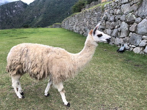 f:id:rinakkuma417:20181124202826j:image f:id:rinakkuma417:20181124202826j:image