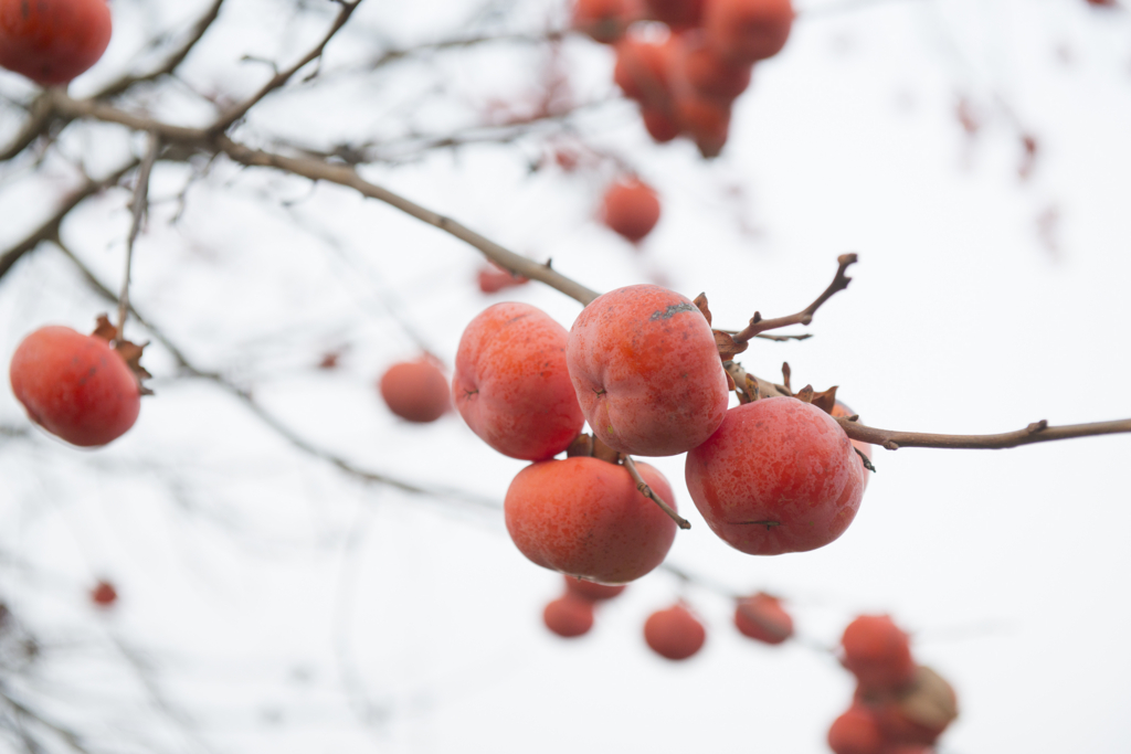f:id:ringbell_blog:20151210102751j:plain
