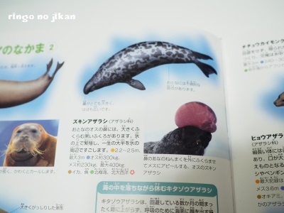 レビュー 小学館の図鑑neo 動物 王道はやっぱりいい りんごの時間
