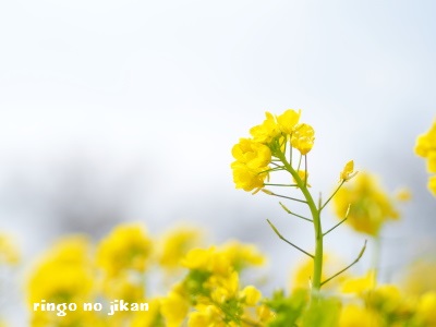 f:id:ringo_co:20170326071620j:plain f:id:ringo_co:20170326071620j:plain