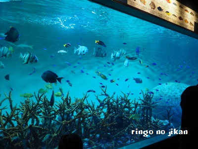 f:id:ringo_co:20171114064805j:plain f:id:ringo_co:20171114064805j:plain
