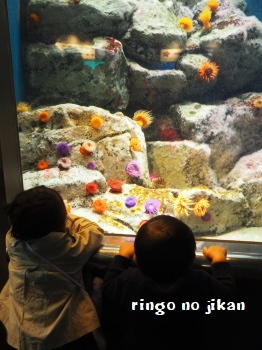 f:id:ringo_co:20171114065324j:plain f:id:ringo_co:20171114065324j:plain