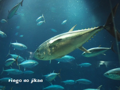 f:id:ringo_co:20171114085453j:plain f:id:ringo_co:20171114085453j:plain