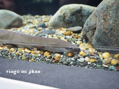 f:id:ringo_co:20171114090002j:plain f:id:ringo_co:20171114090002j:plain
