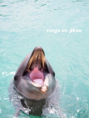 f:id:ringo_co:20180407004335j:plain