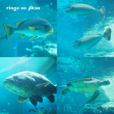 f:id:ringo_co:20180408013221j:plain