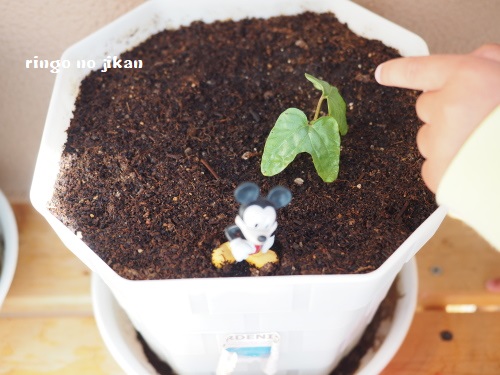 f:id:ringo_co:20180507062024j:plain