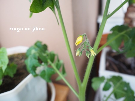 f:id:ringo_co:20180527064337j:plain