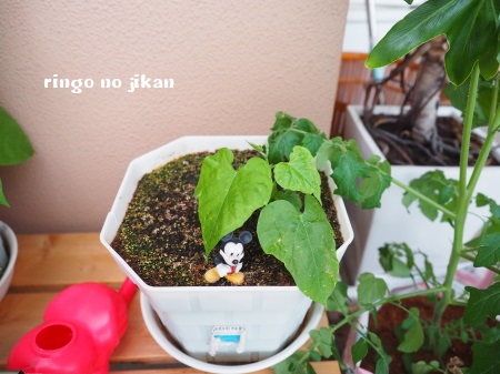 f:id:ringo_co:20180527064356j:plain