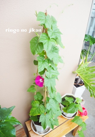 f:id:ringo_co:20180612110137j:plain f:id:ringo_co:20180612110137j:plain