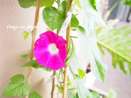 f:id:ringo_co:20180612110237j:plain f:id:ringo_co:20180612110237j:plain