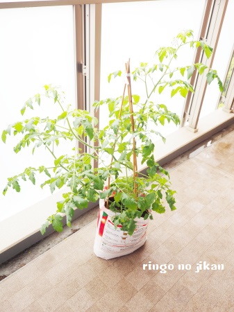 f:id:ringo_co:20180612110820j:plain f:id:ringo_co:20180612110820j:plain