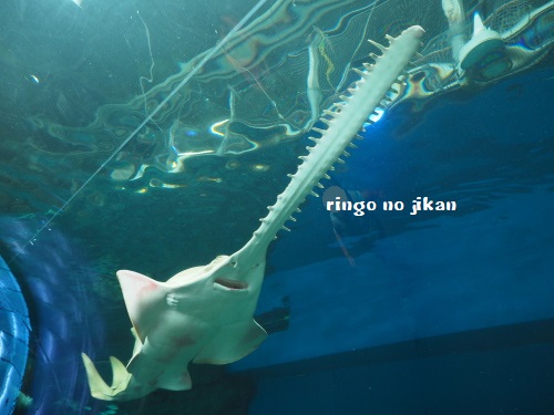 f:id:ringo_co:20180622054703j:plain