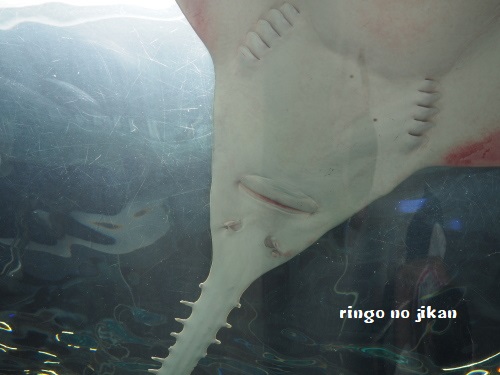 f:id:ringo_co:20180622054725j:plain