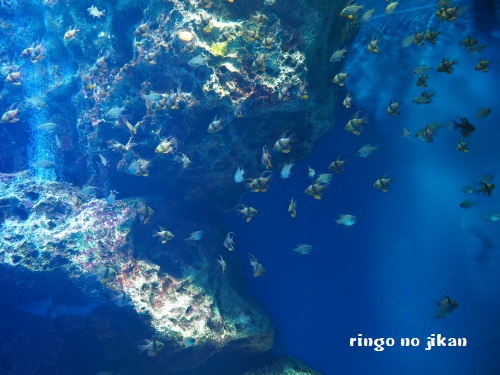 f:id:ringo_co:20180622055058j:plain