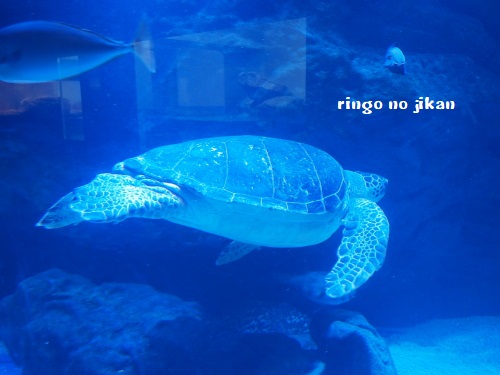 f:id:ringo_co:20180622055116j:plain