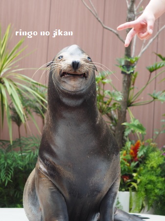 f:id:ringo_co:20180623004245j:plain