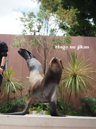 f:id:ringo_co:20180623004310j:plain