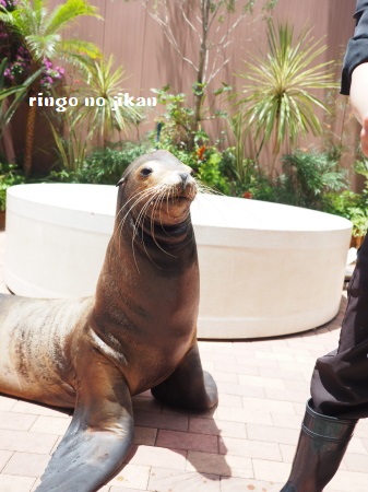 f:id:ringo_co:20180623004323j:plain